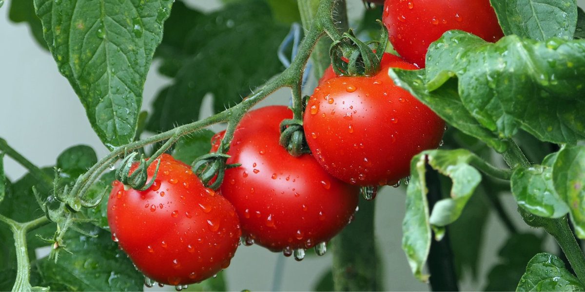 Tomatoes Growing